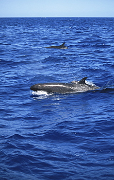 False Killer Whale (Pseudorca crassidens). Azores