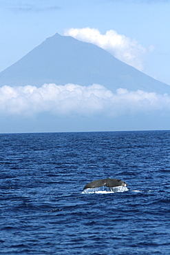 Sperm Whale Fluke in front of Pico. Azores, North Atlantic