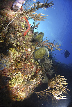 French Angelfish (Pomacanthus paru), pair of fish swimming past coral cliff with diver in background, Cayman Islands, Caribbaen