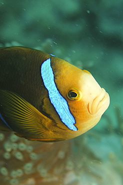 Striped Anemonefish (Amphiprion clarkii), details of head, Raiatia, French Polynesia