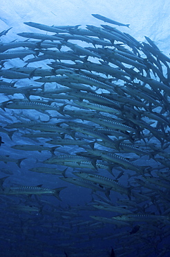 Great Barracuda (Sphyraena barracuda),  large school of fish swimming in formation, Sipidan, Mabul, Malaysia.