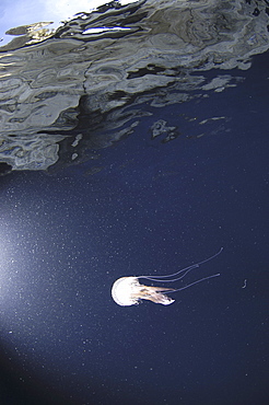 Luminescent Jellyfish (Pelagia noctiluca) jellyfish underneath cliff which can be seen through water column above, Gozo, Maltese Islands, Mediterranean