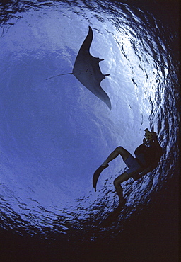 Manta Ray (Manta birostris) silhouette with Diver.