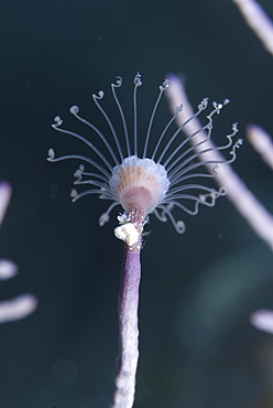 Solitary Hydroid (Ralpharia gorgoniae) clear view of single hydroid polyp, Little Cayman Island, Cayman Islands, Caribbean