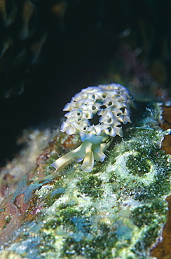 Lettuce Leaf Nudibranch (Tridachia crispata). Caribbean.