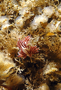 (Facelina bostoniensis), richly coloured nudibranch on brown and light background of sponges and shells, St Abbs, Scotland, UK North Sea