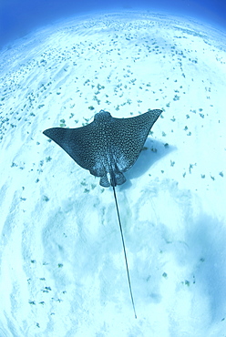 Eagle ray (Aetobatus narinari), swimming over candy saebed, Little Cayman Island, Cayman Islands, Caribbean