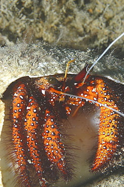 Knobbly Hermit Crab (Dardanus megistos), crab appearing out of shell showing all legs and claws, orange/red in colour, Tahiti, French Polynesia