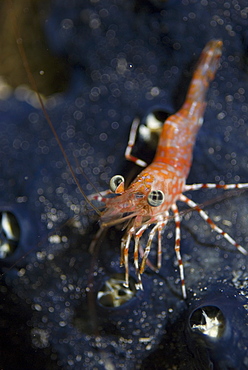 Red Night Shrimp (Cinetorhynchus reticulatus),  nice red shrimp with blue eys on a dark blue sponge background, Red Sea.