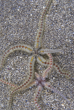 Fragile Brittlestar (Ophiothrix fragilis), detail of two individuals moving over sandy seabed, St Abbs, Scotland, UK North Sea