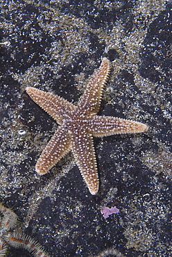  Common Starfish (Asterias rubens), two common starfish grazing on algae covered dark red rock,  Eyemouth, Scotland, UK North Sea