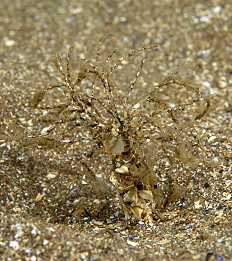 Sand Mason Worm (Lanice conchilega), typical structure of tiny hairs covered in grains of sand only 3cm high, Burnmouth, Scotland, UK North Sea