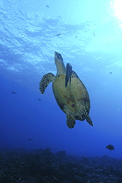 Green Turtle (Chelonia mydas) swimming upwards towards surface, Tahiti, French Polynesia Underwater.