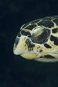 Hawksbill Turtle (Eretmochelys imbriocota) detail of head, Little Cayman Island, Cayman Islands, Caribbean