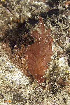  Sea Beech (Delesseria sanguinea), classic view of this algae which looks just like a beech tree leaf, St Abbs, Scotland, UK North Sea