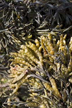 Wrack Species, Eyemouth Beach Fauna, Scotland, UK North Sea