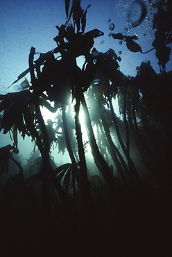 Hairy Kelp (Laminaria hyperborea), a large distinctive kelp found around shores of the North Sea and is home to many different species, St Abbs, Scotland, UK North Sea