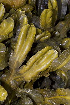 Spiral Wrack (Fucus spiralis), common wrack species found around shores of North Sea,  St Abbs, Scotland, UK North Sea