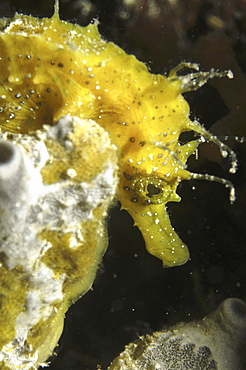 Longsnout Seahorse (Hippocampus ramulosus), yellow colour with fronds on head, Malta, Maltese Islands, Mediterranean