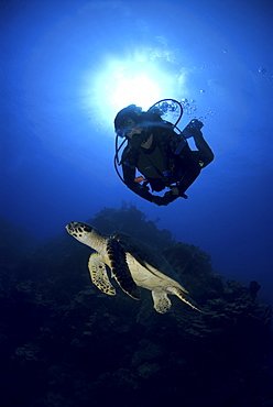 Diver and Hawksbill Turtle (Eretmochelys imbriocota), Little Cayman Island, Cayman Islands, Caribbean