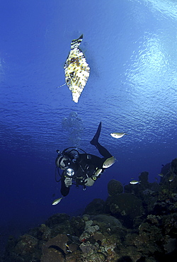 Diver with rays.