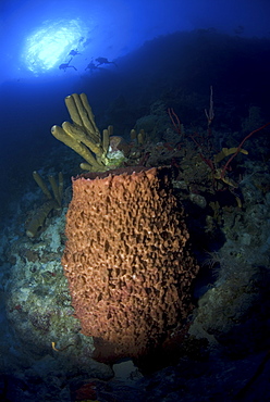 Looking upwards  giant sponge, corals and sea fans with very blue water, Little Cayman Island, Cayman Islands, Caribbean