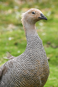 Portrait of a female upland goose (Chloephaga picta) standing in grassland at Volunteer Point, Falkland Islands, South America