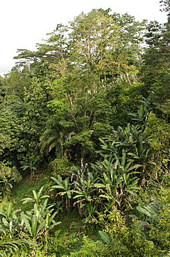 Lush forest on the island of Sao Tome, Sao Tome and Principe, Africa