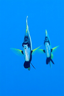 Pair of Red Sea Bannerfish (Heniochus intermedius). Red Sea.