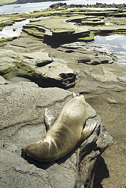 Galapagos Sea Lion (Zalophus californianus wollebacki). Galapagos.