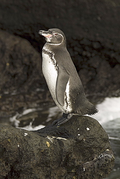 Galapagos penguin (Spheniscus mendiculus). Galapagos.