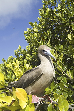 Red-footed booby (Sula sula). Galapagos.