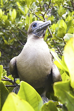 Red-footed booby (Sula sula). Galapagos.