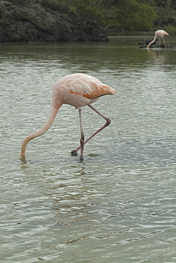 Galapagos Flamingo (Phoenicopterus ruber). Galapagos.