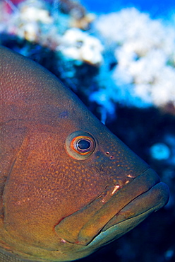 Redmouth Grouper (Aethaloperca rogaa). Red Sea.