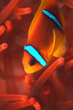 Red Sea Anenomefish (Amphiprion bicinctus). Red Sea.