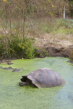 Wild Galapagos giant tortoise (Geochelone elephantopus) on the upslope grasslands of Cruz Island in the Galapagos Island Group, Ecuador