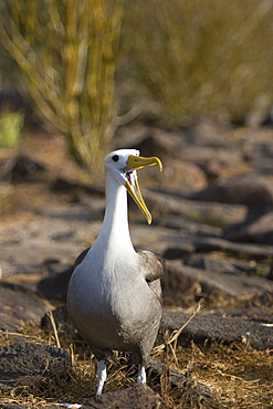 Adult waved albatross (Diomedea irrorata) on Espanola Island in the Galapagos Island Group, Ecuador. Pacific Ocean. This species of albatross is endemic to the Galapagos Islands.