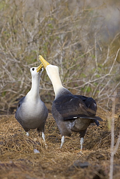 Adult waved albatross (Diomedea irrorata) on Espanola Island in the Galapagos Island Group, Ecuador. Pacific Ocean. This species of albatross is endemic to the Galapagos Islands.