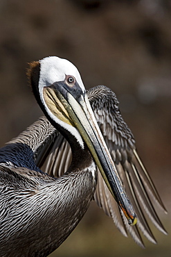 Adult brown pelican (Pelecanus occidentalis) resting on rock ar Isla Ildefonso in the Gulf of California (Sea of Cortez), Baja California, Mexico.