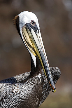 Adult brown pelican (Pelecanus occidentalis) resting on rock ar Isla Ildefonso in the Gulf of California (Sea of Cortez), Baja California, Mexico.