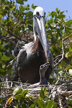 Adult brown pelican (Pelecanus occidentalis) on Bartolome Island in the Galapagos Island Group, Ecuador. Pacific Ocean.