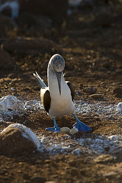 Blue-footed booby (Sula nebouxii) in the Galapagos Island Group, Ecuador. The Galapagos are a nest and breeding area for blue-footed boobies.