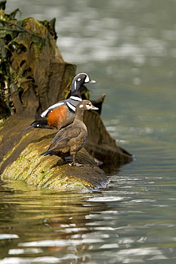 Breeding adult male and female harlequin ducks (Histrionicus histrionicus) in Red Bluff Bay on Baranof Island, Southeast Alaska