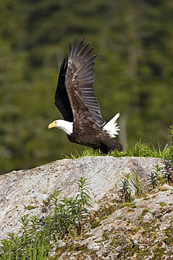 Adult bald eagle (Haliaeetus leucocephalus) in Takatz Bay on Baranof Island, Southeast Alaska, USA