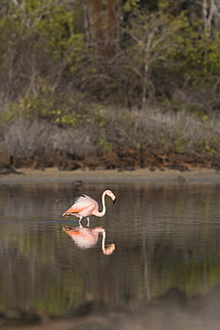 Greater flamingo (Phoenicopterus ruber) foraging for small pink shrimp (Artemia salina) in saltwater lagoons in the Galapagos Island Group, Ecuador. Pacific Ocean.