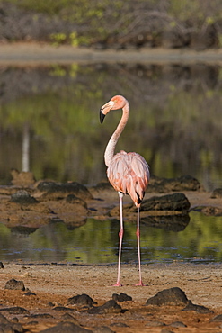 Greater flamingo (Phoenicopterus ruber) foraging for small pink shrimp (Artemia salina) in saltwater lagoons in the Galapagos Island Group, Ecuador. Pacific Ocean.