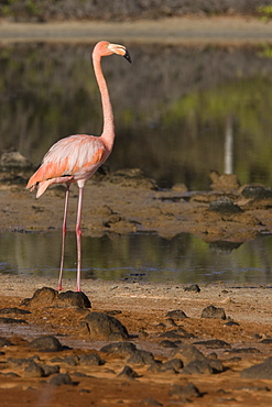 Greater flamingo (Phoenicopterus ruber) foraging for small pink shrimp (Artemia salina) in saltwater lagoons in the Galapagos Island Group, Ecuador. Pacific Ocean.