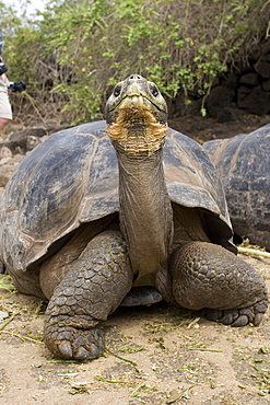 Captive Galapagos giant tortoise (Geochelone elephantopus) being fed at the Charles Darwin Research Station on Santa Cruz Island in the Galapagos Island Group, Ecuador