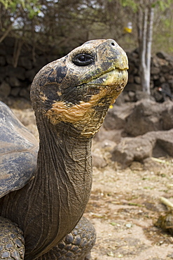 Captive Galapagos giant tortoise (Geochelone elephantopus) being fed at the Charles Darwin Research Station on Santa Cruz Island in the Galapagos Island Group, Ecuador